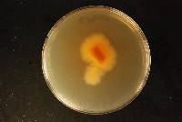 Penicillium chrysogenum image