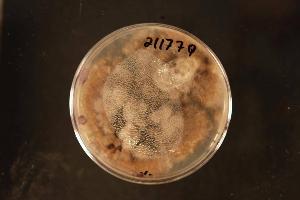 Hermatomyces image