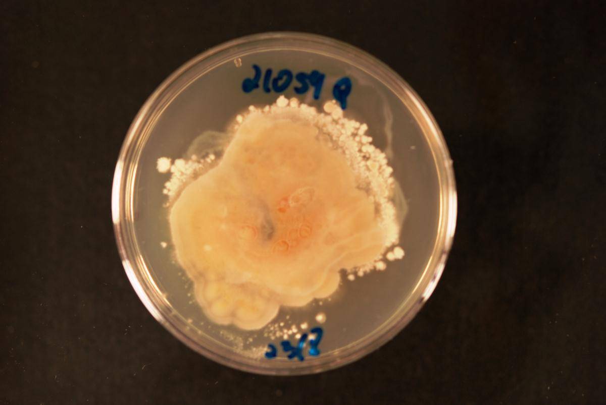 Tilletiopsis image