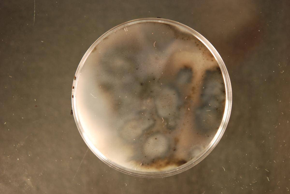 Neokalmusia arundinis image