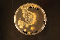 Dacrymyces longistipitatus image