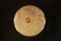 Botrytis cinerea image