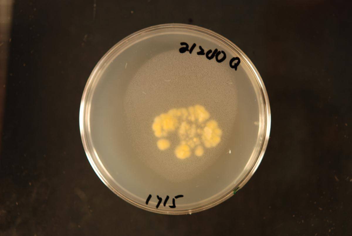 Calocera guepiniodes image