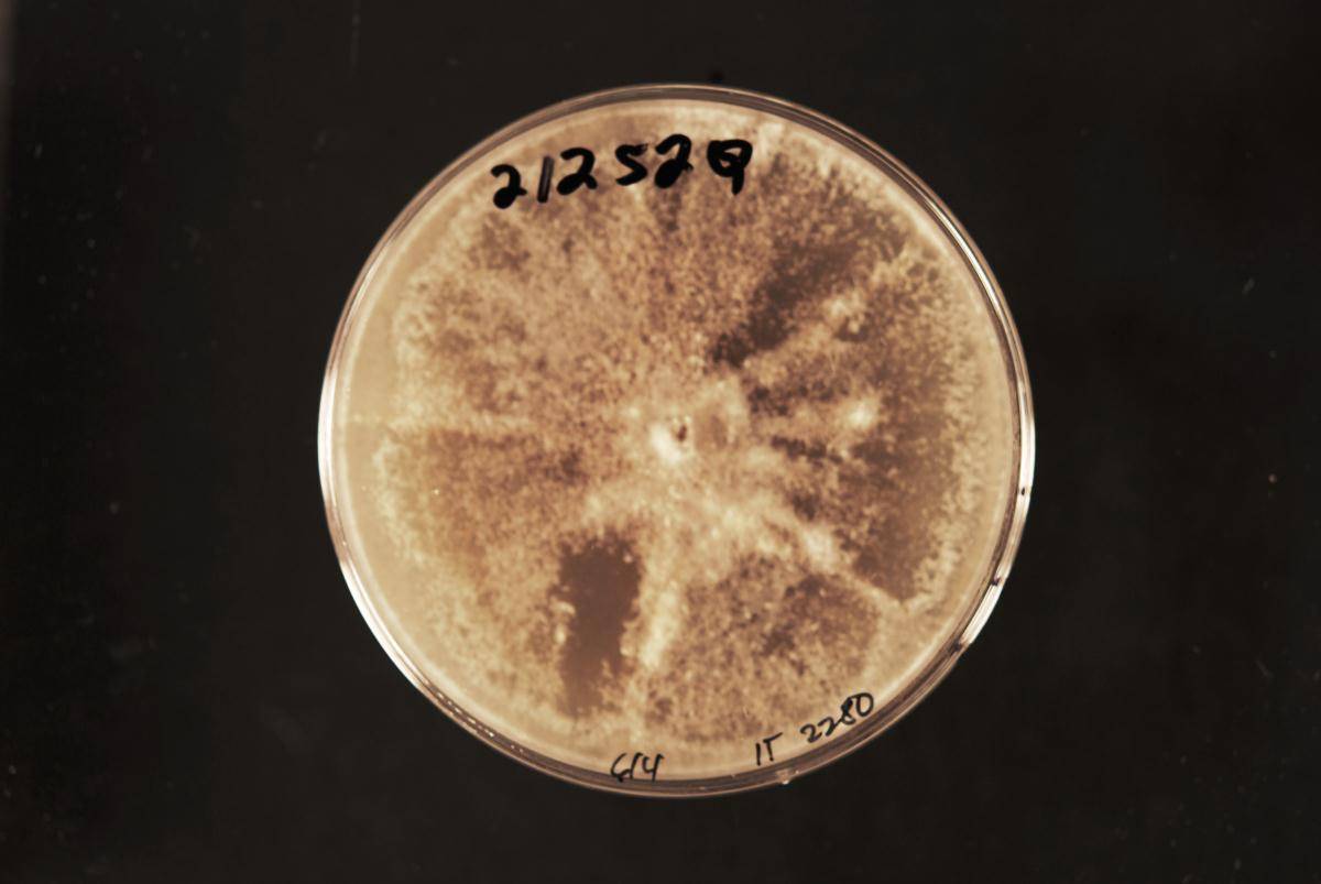 Cytospora unilocularis image