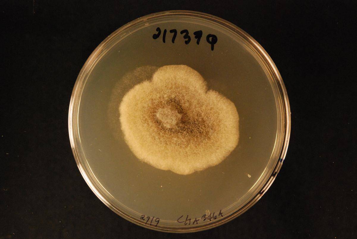 Coniella hibisci image