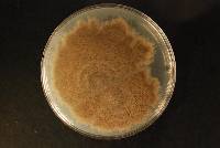 Coniella hibisci image