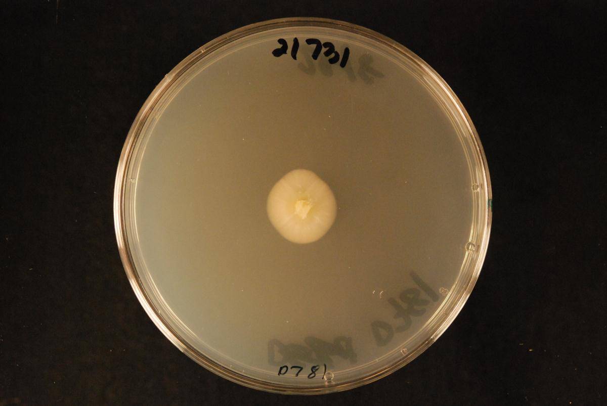 Arachnopeziza araneosa image
