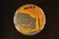 Image of Cryptococcus cisti-albidi
