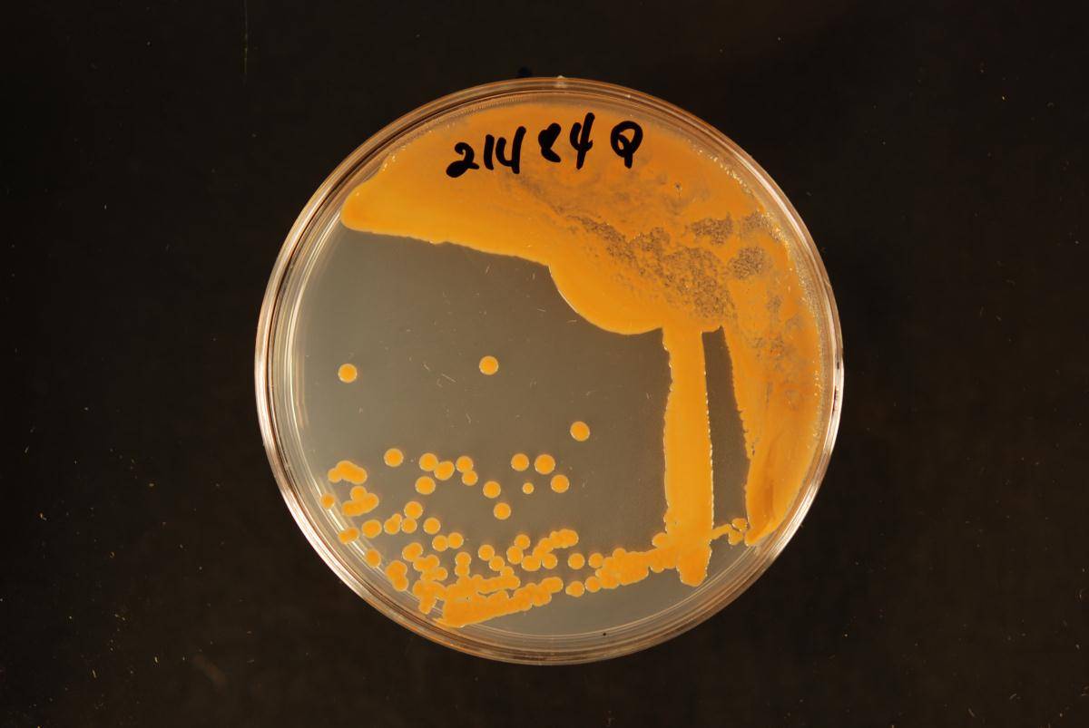Cryptococcus cisti-albidi image