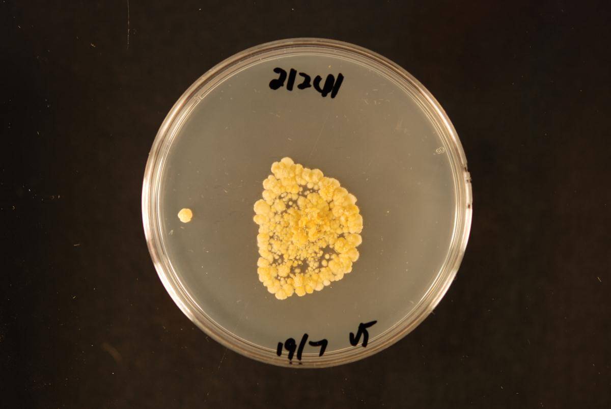 Dacrymyces longistipitatus image