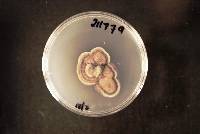 Hermatomyces tectonae image