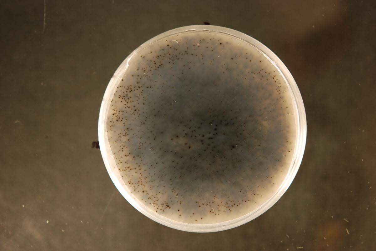 Diplodia seriata image