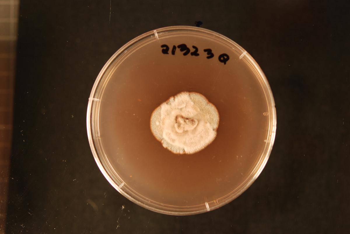 Pseudocercospora egenula image
