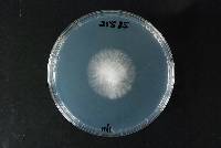 Pleurotus australis image