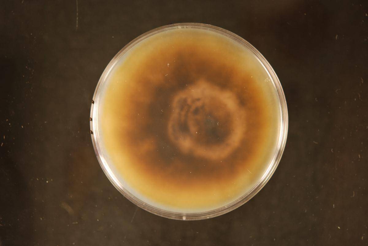 Comoclathris arrhenatheri image