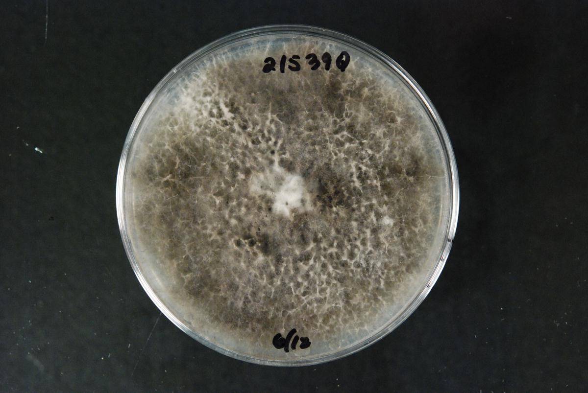 Neofusicoccum parvum image