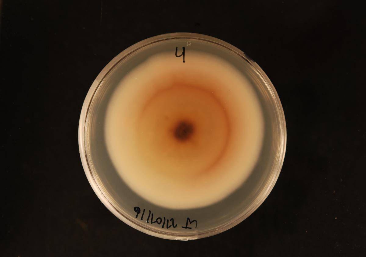 Penicillium bissettii image
