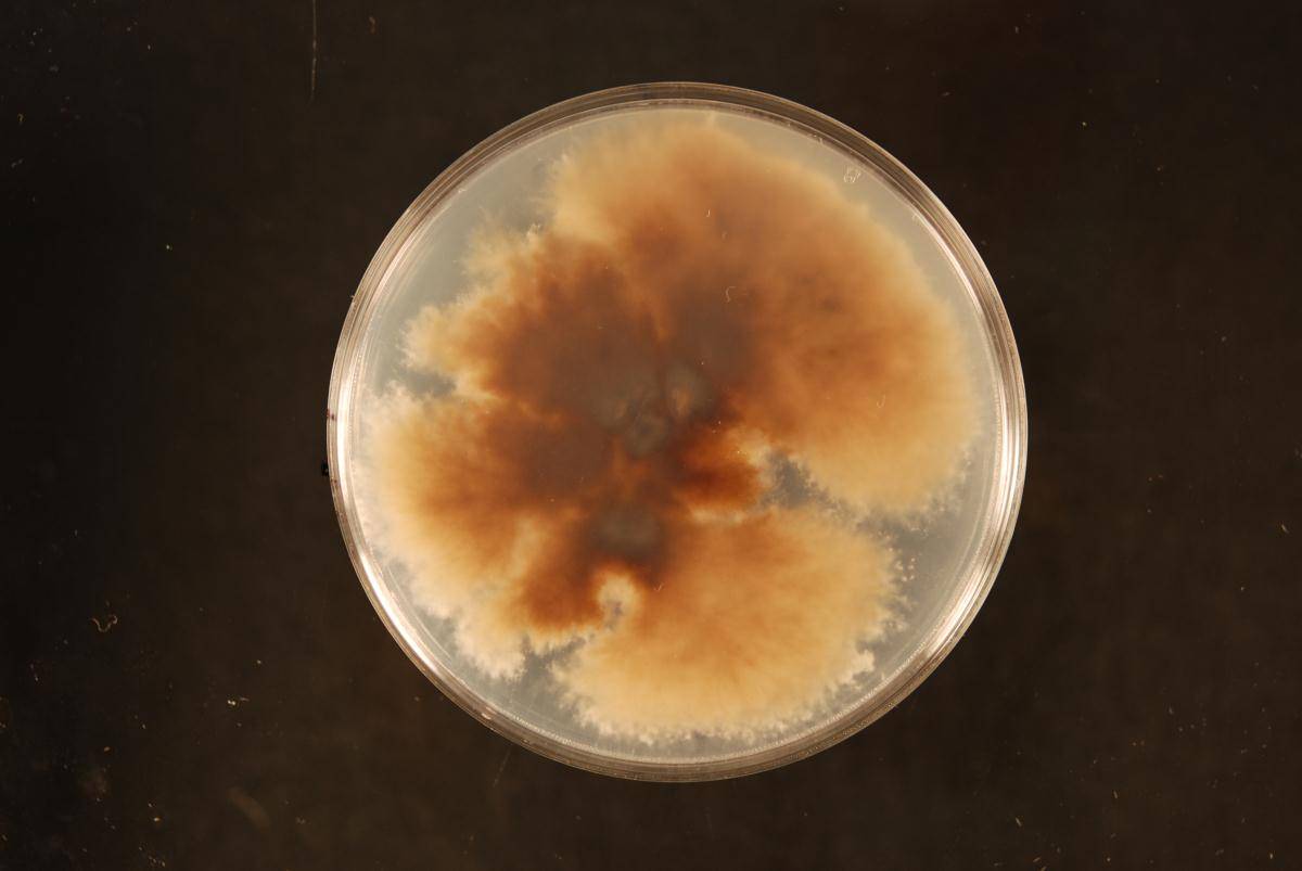Neostagonospora image