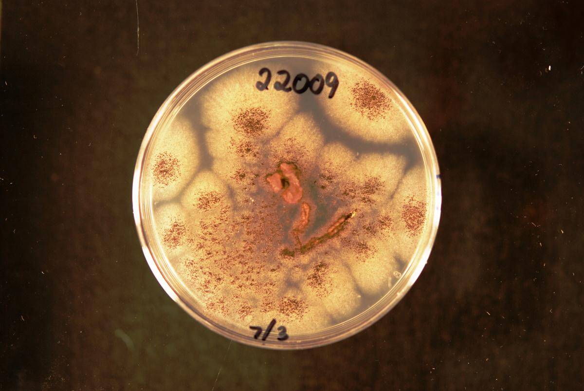 Aspergillus uvarum image