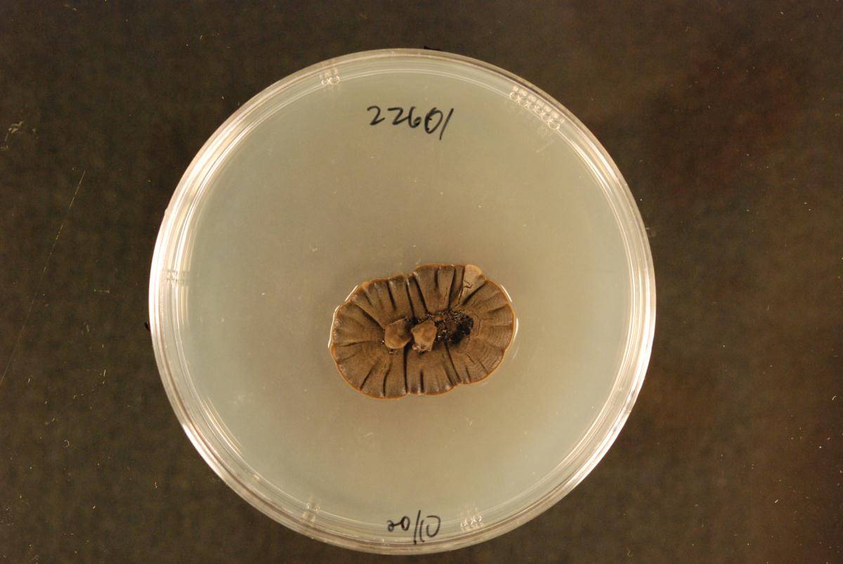 Rachicladosporium image