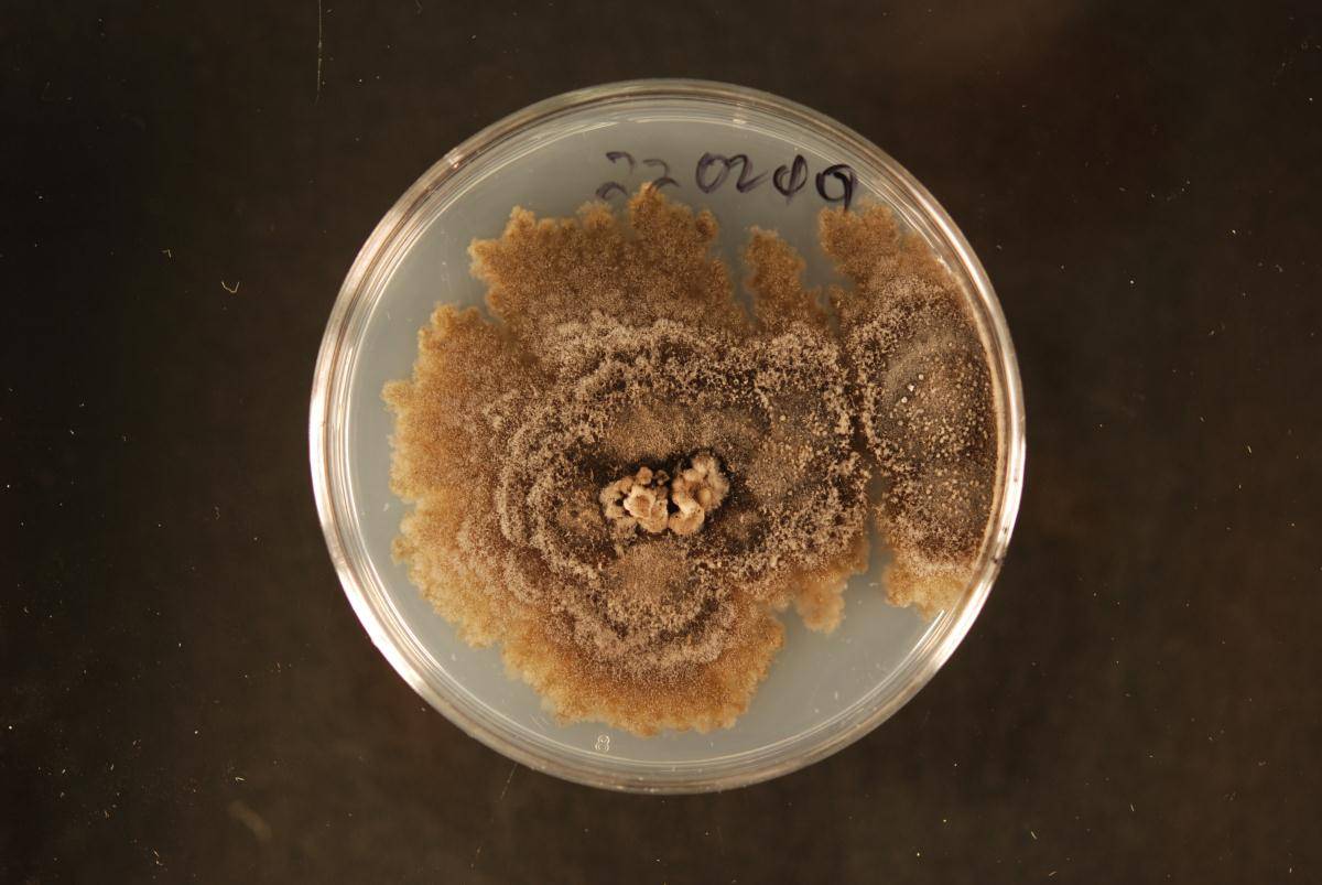 Pseudoplagiostoma image