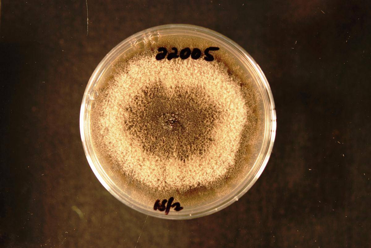 Alternaria arborescens image