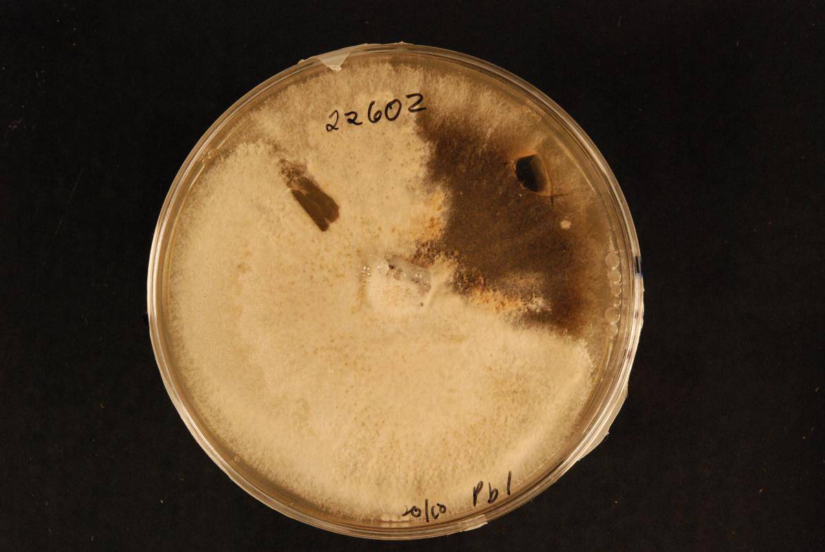 Phoma betae image
