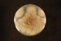 Aspergillus uvarum image