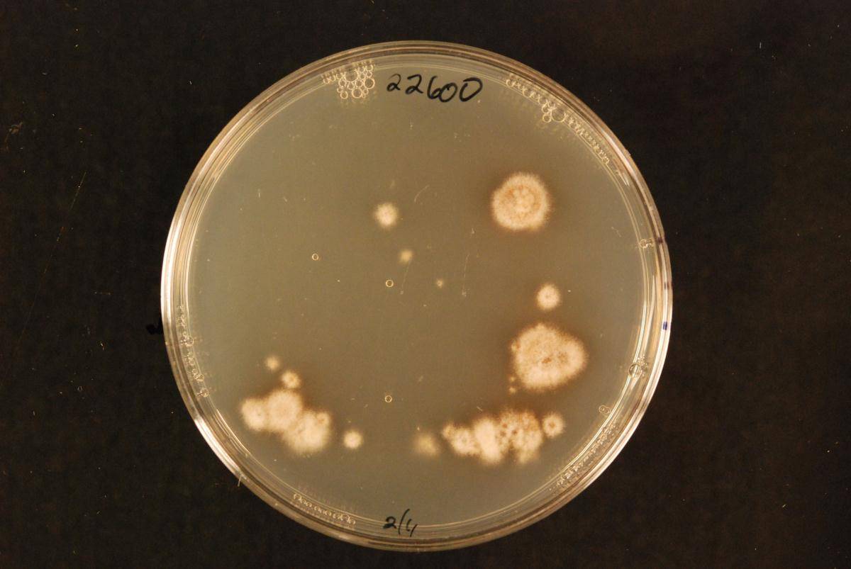 Sclerostagonospora image