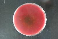 Fusarium praegraminearum image