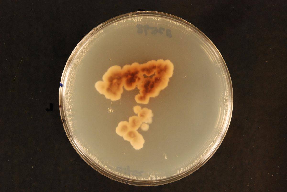 Readeriella image