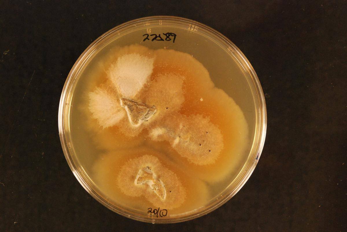 Tumularia image