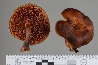 Gymnopilus purpuratus image