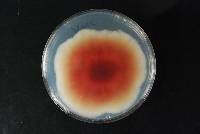 Fusarium praegraminearum image