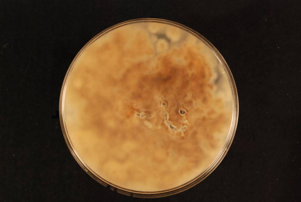 Ascomycetes image