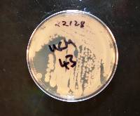 Candida rongomai-pounamu image