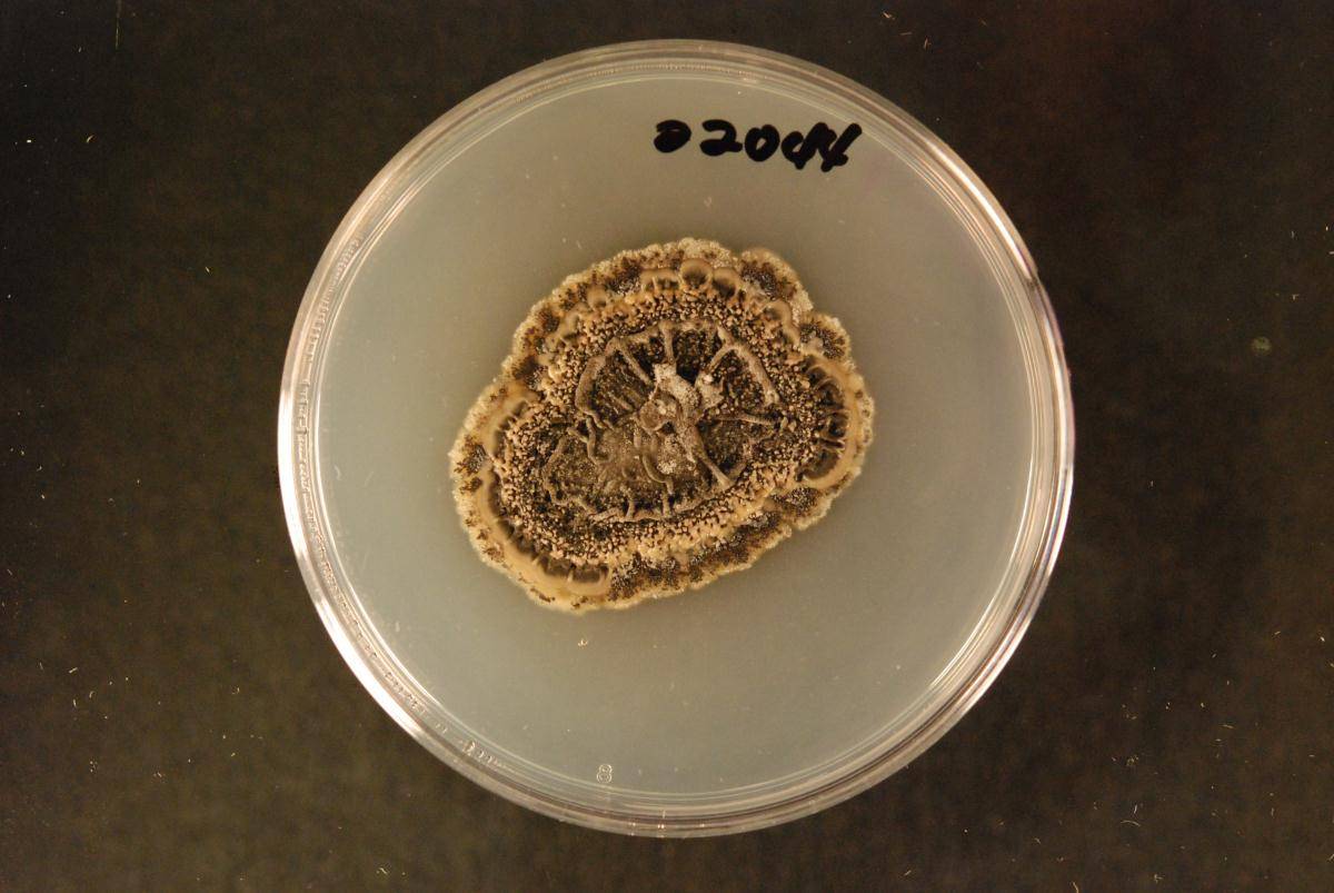 Phaeophleospora eucalypticola image