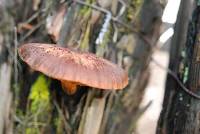 Gymnopilus purpuratus image