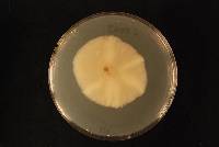 Cylindrocladiella vitis image