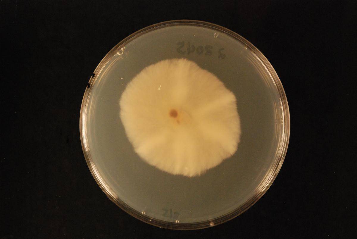 Cylindrocladiella vitis image