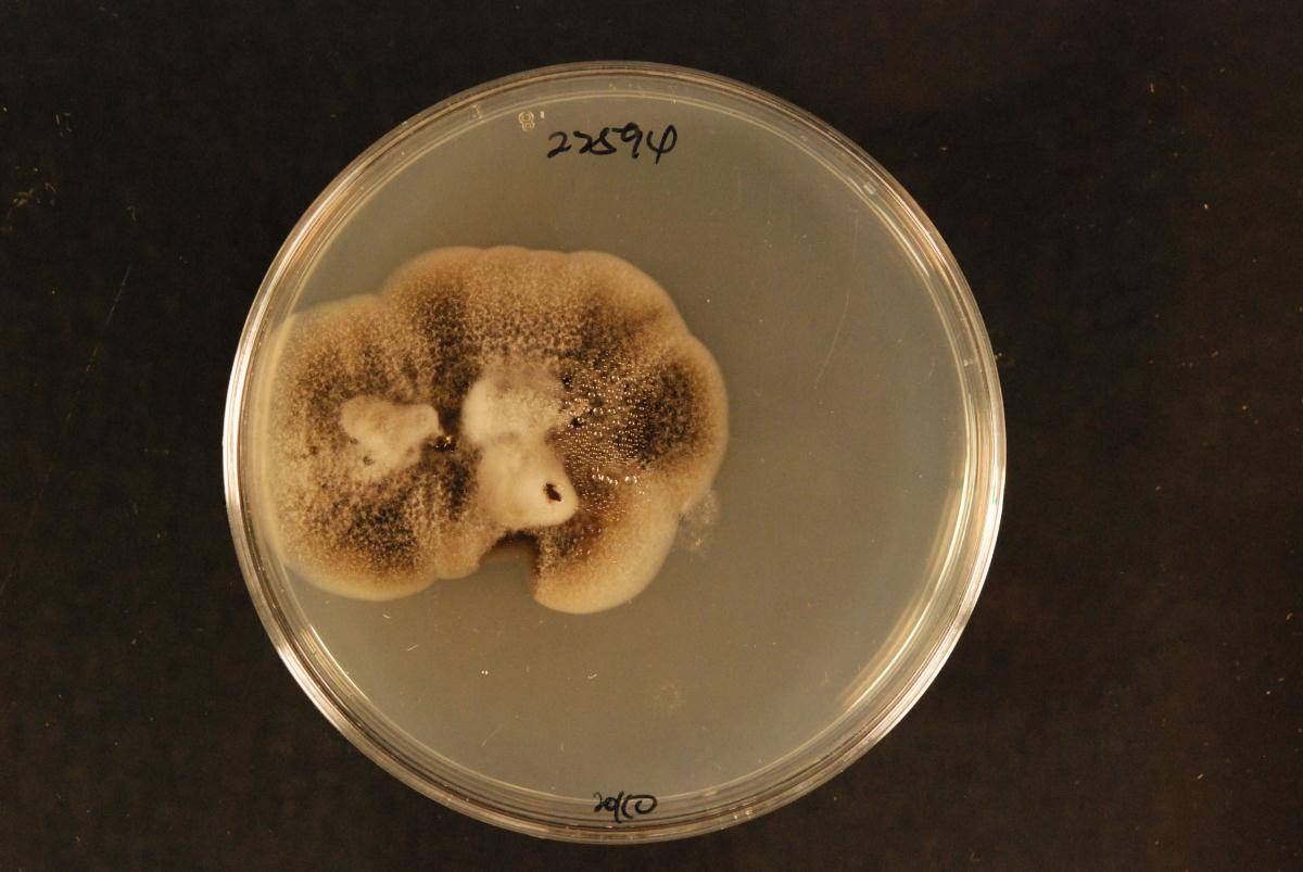 Lophiostomataceae image