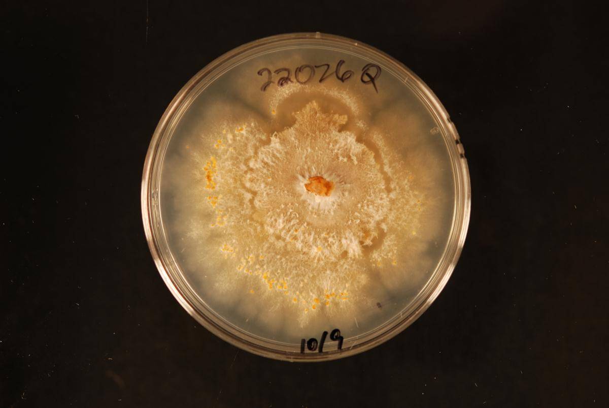 Holocryphia eucalypti image