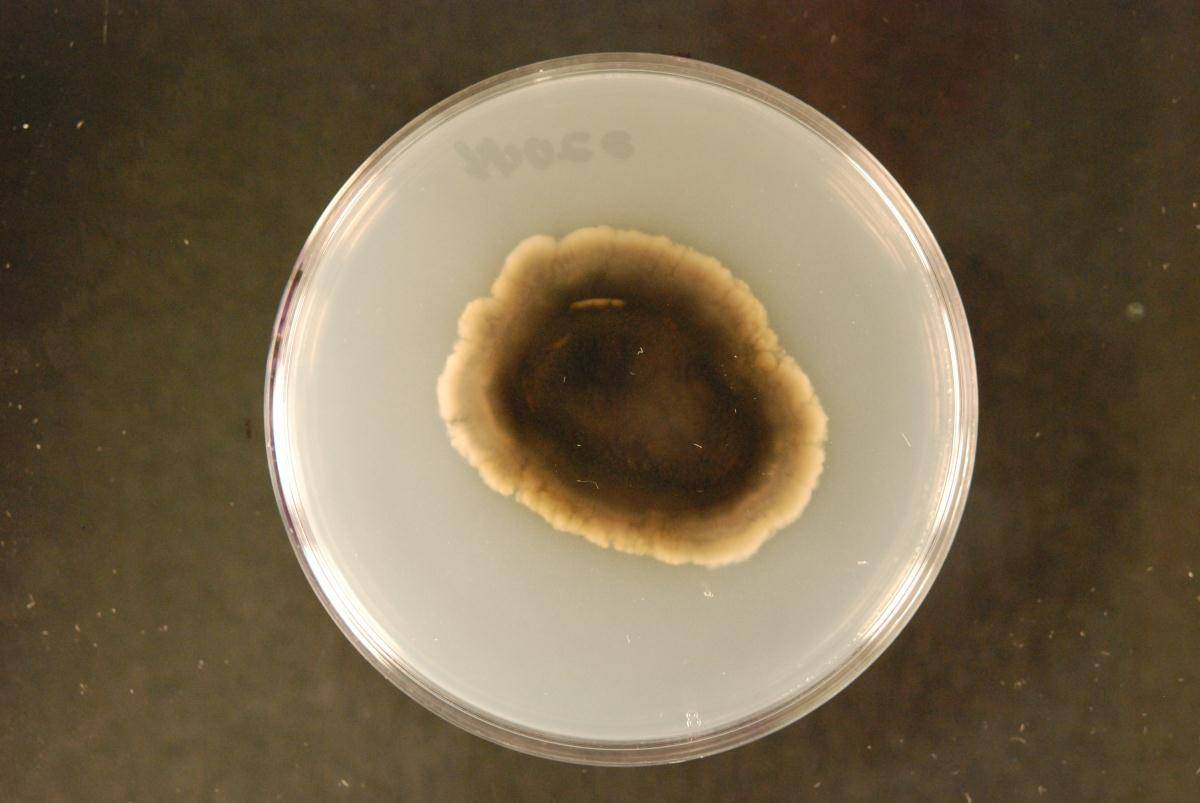 Phaeophleospora eucalypticola image