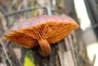 Gymnopilus purpuratus image