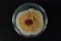 Fusarium praegraminearum image