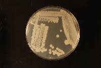Candida rongomai-pounamu image
