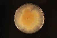 Holocryphia eucalypti image