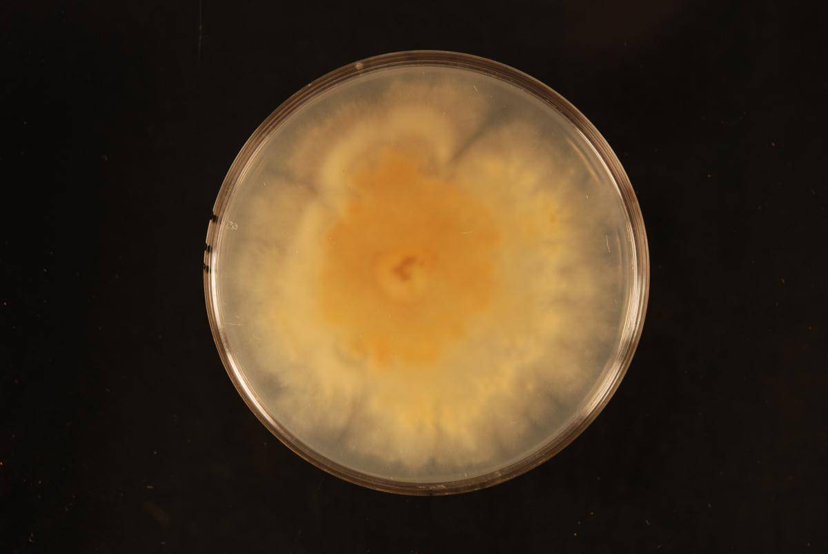 Holocryphia eucalypti image