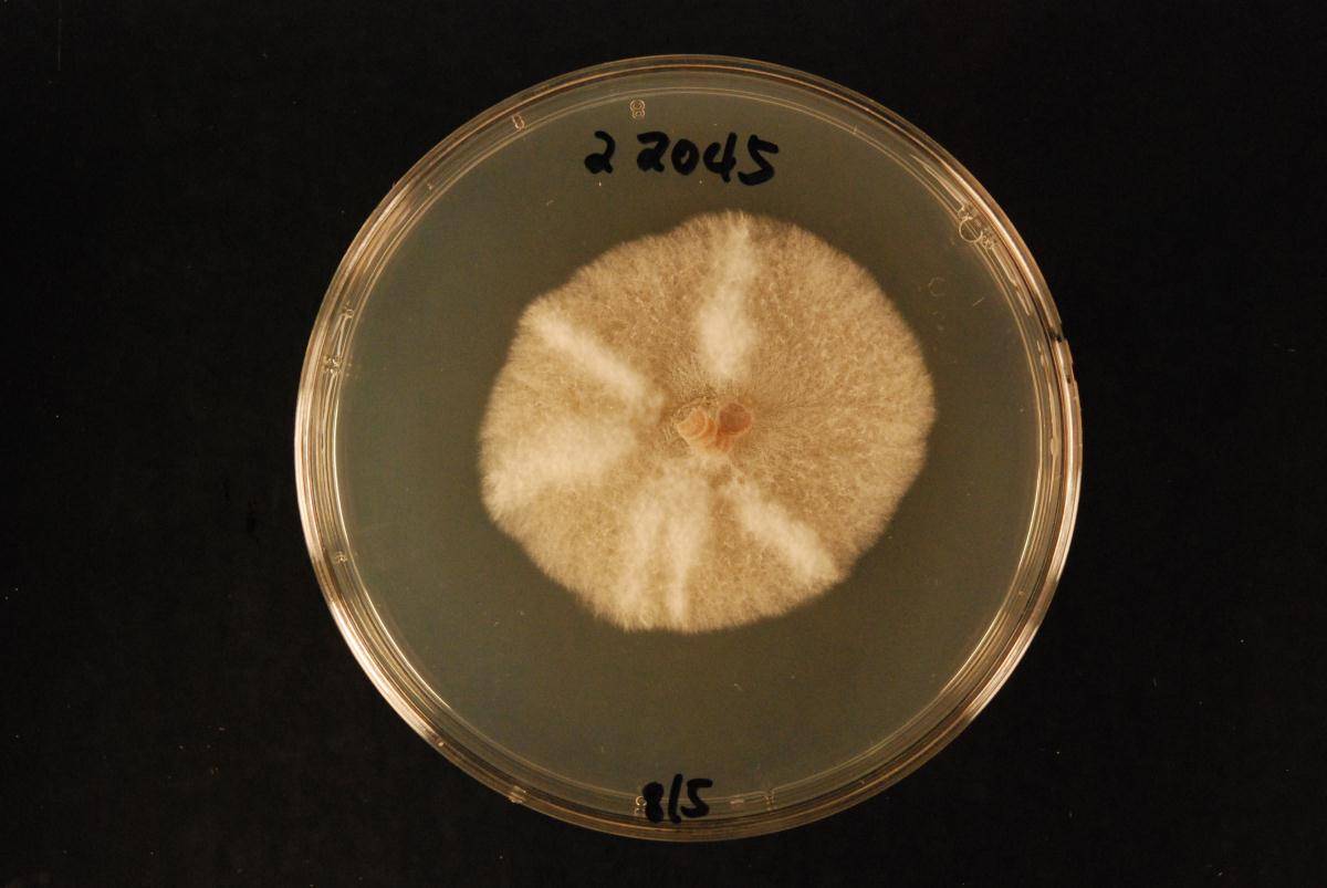 Cylindrocladiella vitis image