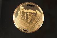 Candida vespimorsuum image